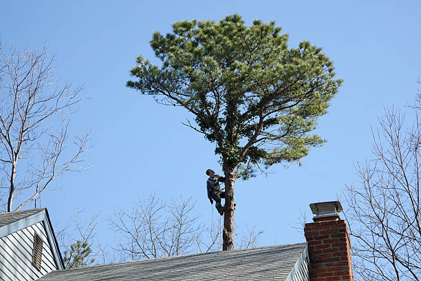  Notre Dame, IN Tree Services Pros